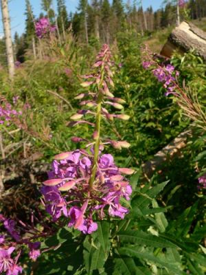 Flora i tak chyba pozostanie. Chyba, �e kto� podzieli si� wiedza na ten temat Fot. Lowell