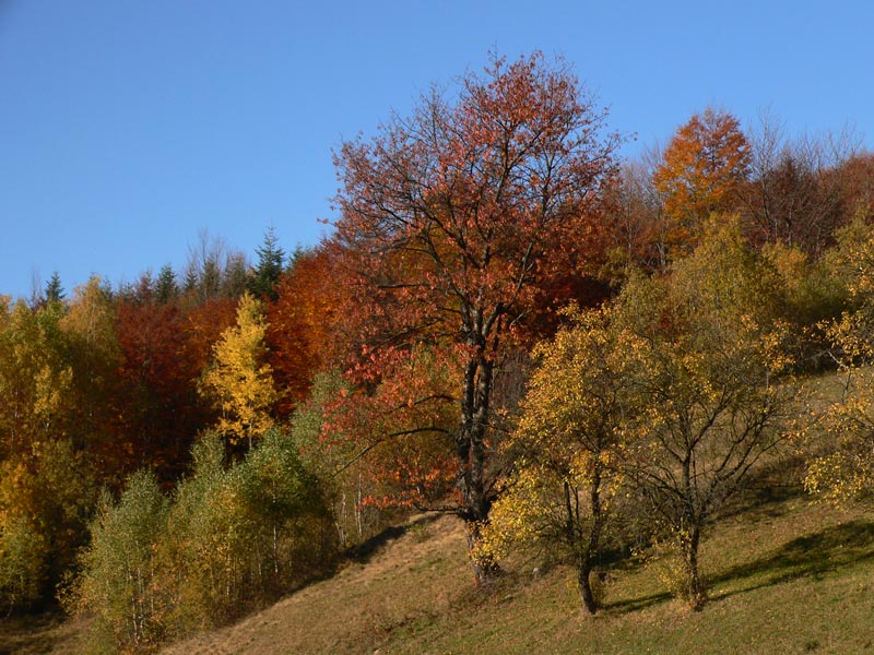 Rysianka na jesień 2012