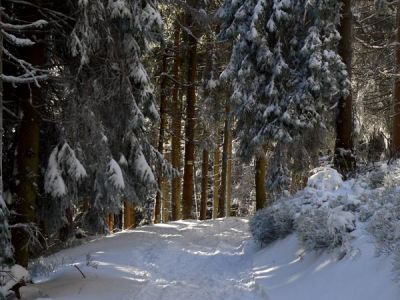 Zimowe, le�ne klimaty 