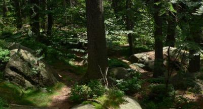 Las na szlaku w stronę Szczelińca Fot. Lowell