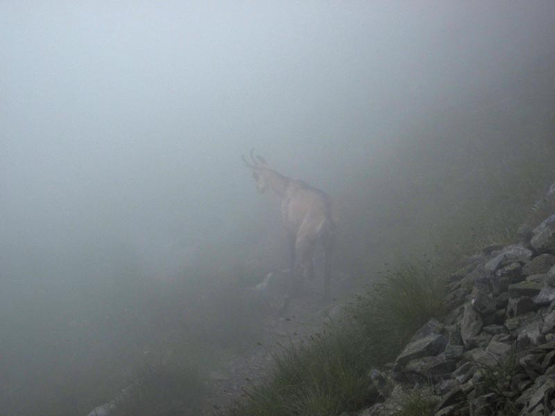 Kozica na szlaku pod Bystrą 